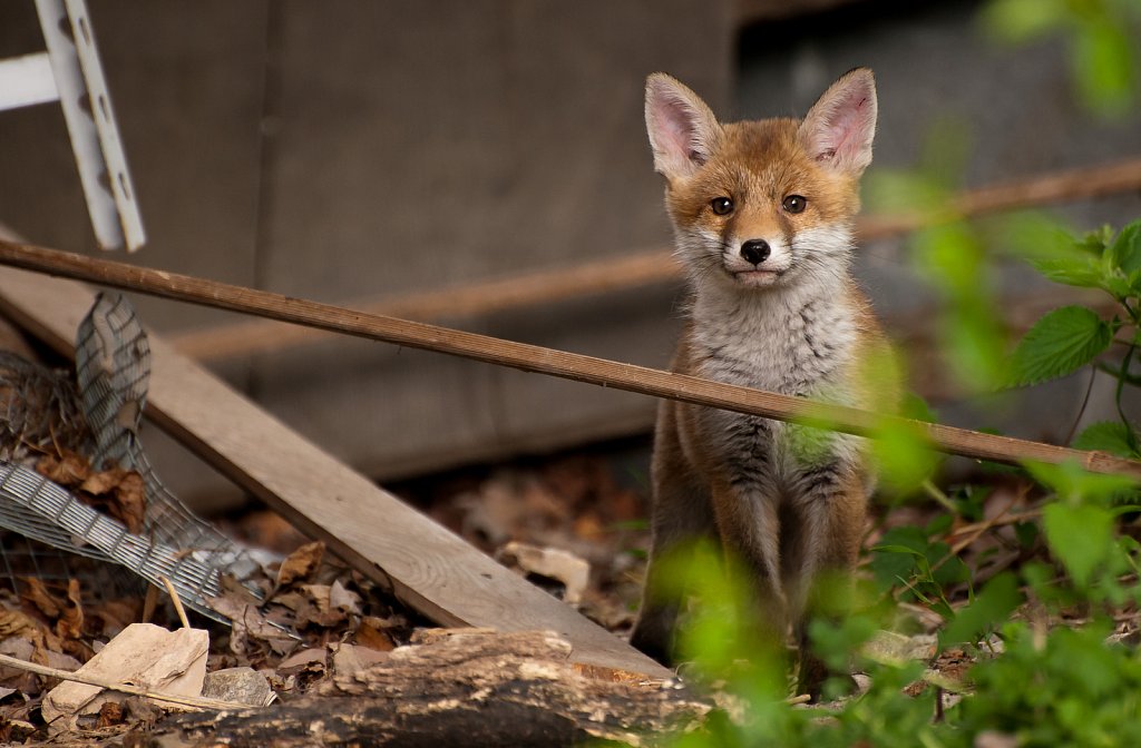 kleiner Fuchs