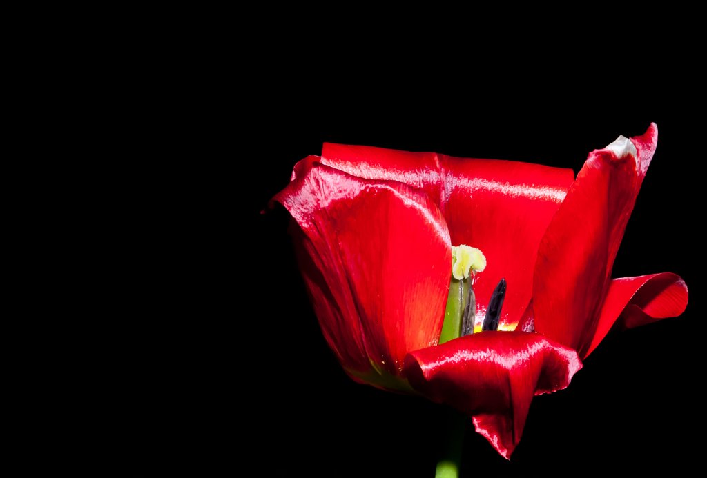 tango tulip