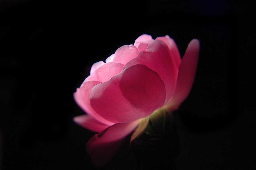 iluminated-rose.jpg